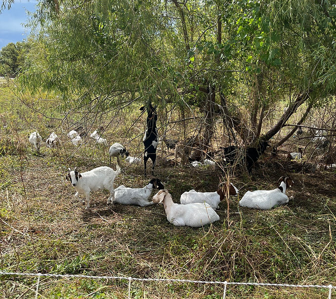 Goat Stand  - Mirror Lake Park
