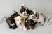 Brook & Bay Bernedoodle puppies resting together on a blanket