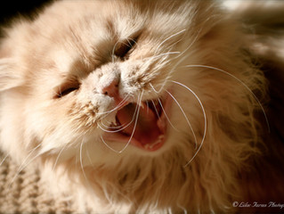RINGWORM!!!!