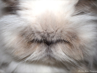 Common Feline Viruses