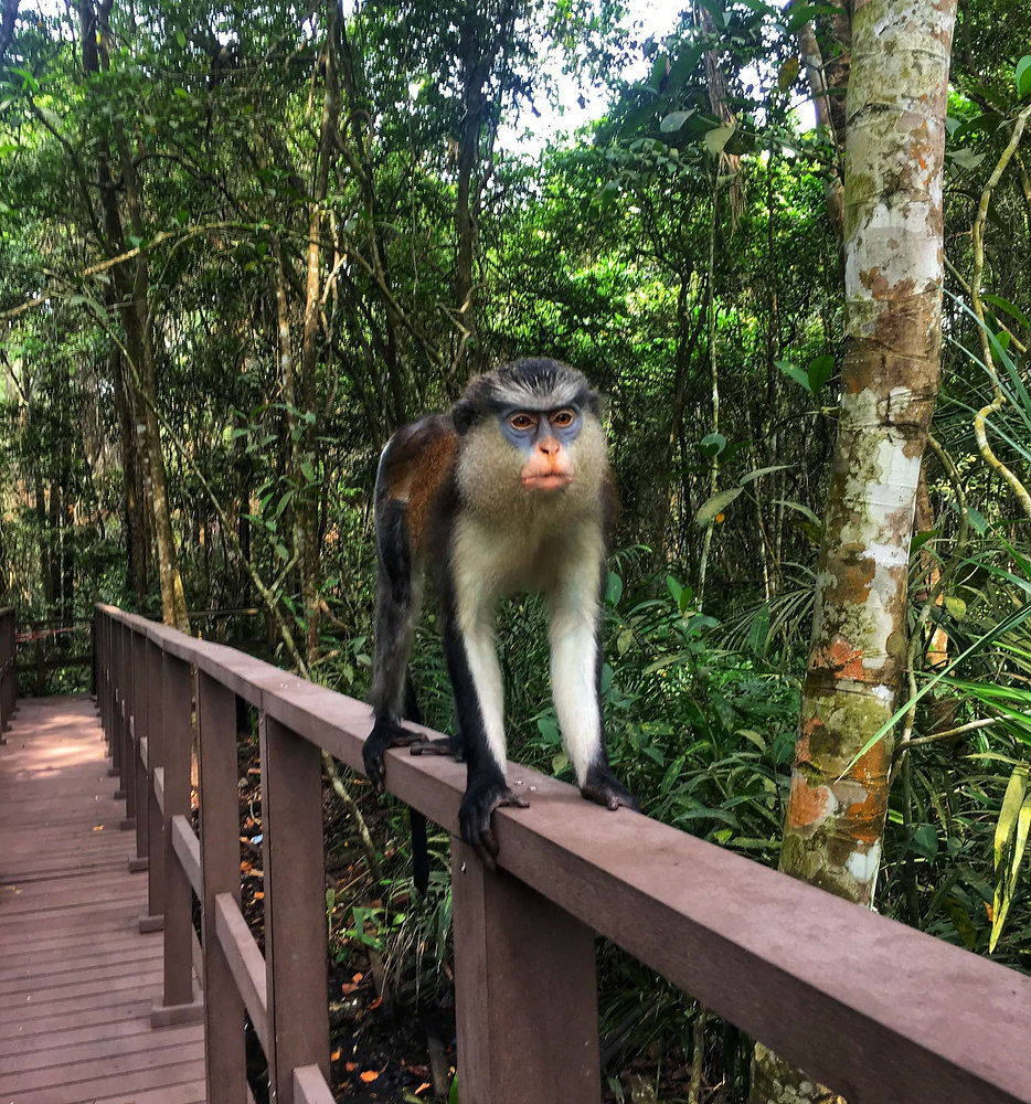 Lekki Conservation Centre, Lagos
