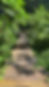 A wooden walkway amidst lush greenery in the Arinta Waterfalls forest