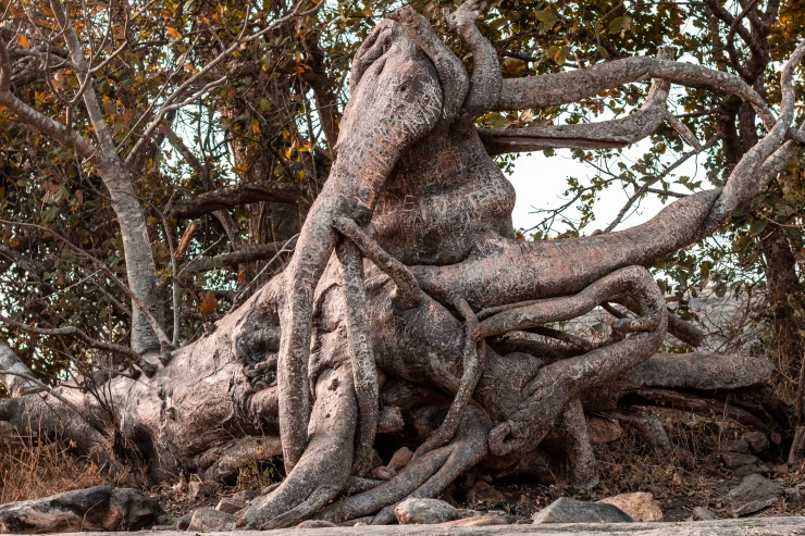 The Elephant Tree, photo by Tamara Claudius
