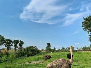 Almat farms, Abuja