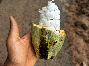 Exploring Kpalime - Coffee, Cocoa, and Culture in Kuma Konda, Togo's forest plateau region