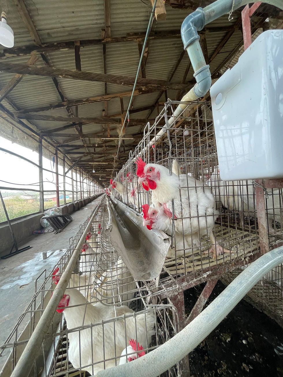 A pen house with capacity for 40,000 birds