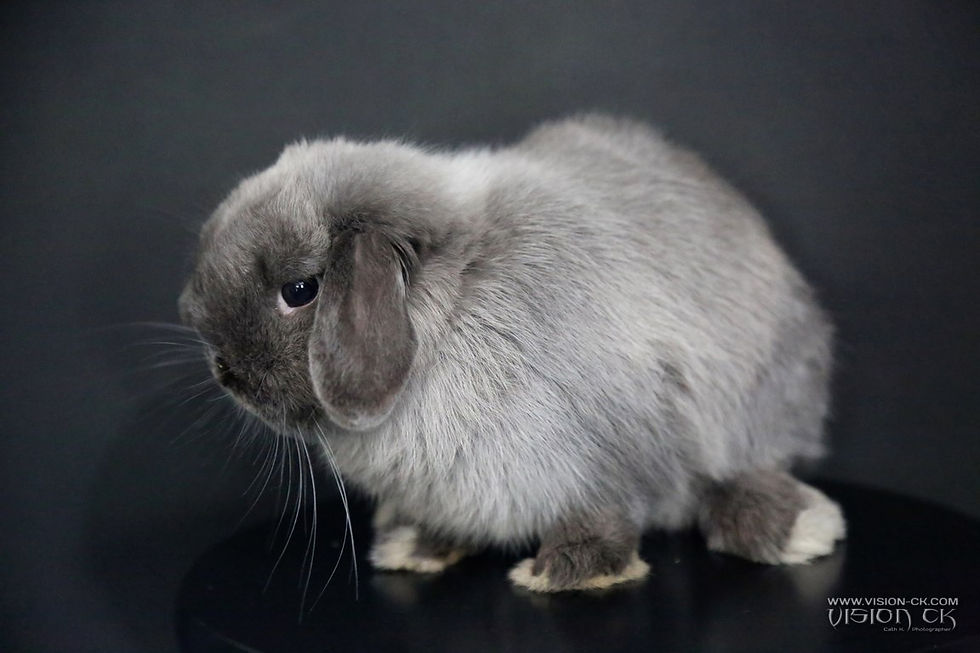 VCK_0829 (BD LOGOTE)