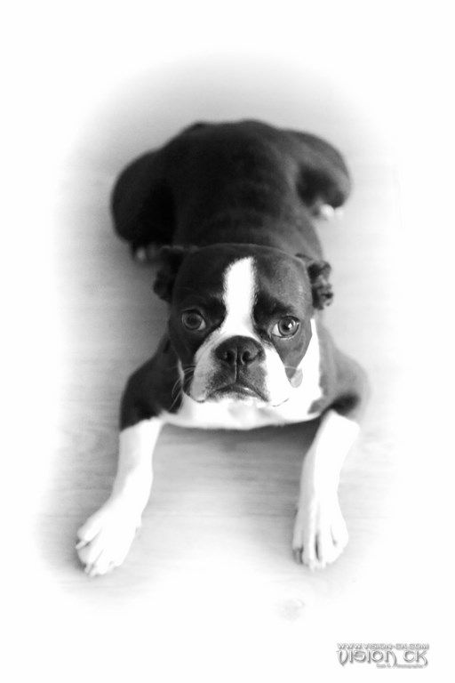 VCK_4418 (BD LOGOTE)