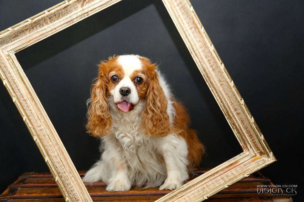 VCK_0865 (BD LOGOTE)