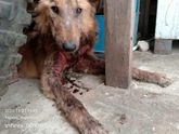 LOBITO / OTRO CASO DE MALTRATO ANIMAL LLEVADO A LA JUSTICIA LIBEÑA.