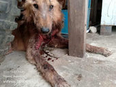 LOBITO / OTRO CASO DE MALTRATO ANIMAL LLEVADO A LA JUSTICIA LIBEÑA.