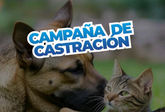 CAMPAÑA DE ESTERILIZACIÒN PARA MASCOTAS DE PROPIETARIOS DE BAJOS RECURSOS. SOLICITAR TURNOS.