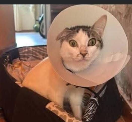 RESOLUCIÒN POR EL CASO "GATITA", EL CONDUCTOR Y SU PITBULL EN PASO DE LOS LIBRES.