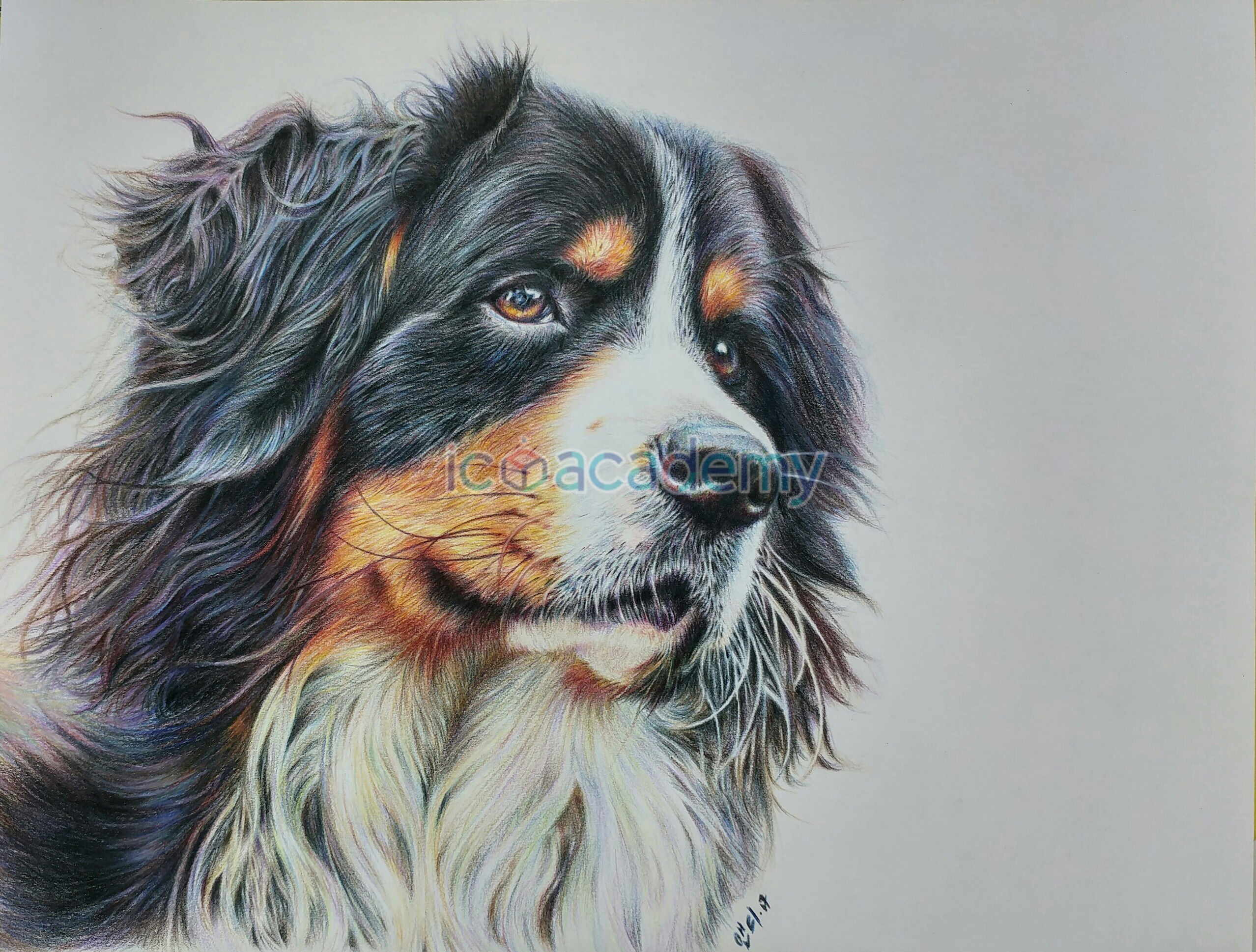 Bernice Mountain Dog