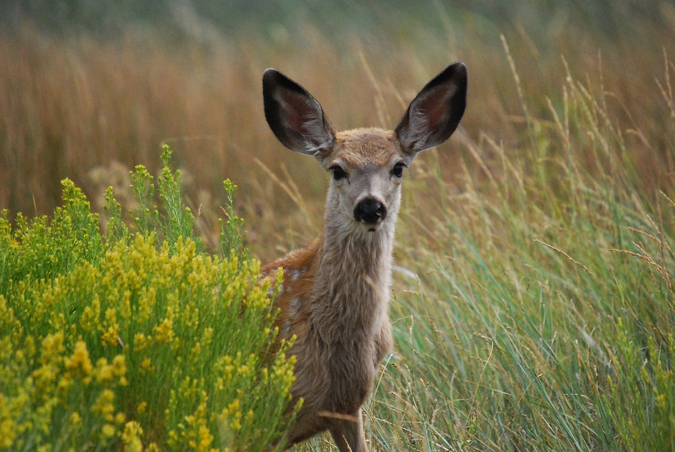 Malheur NP (USA)