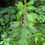 Thumbnail: Menopause Support Tincture