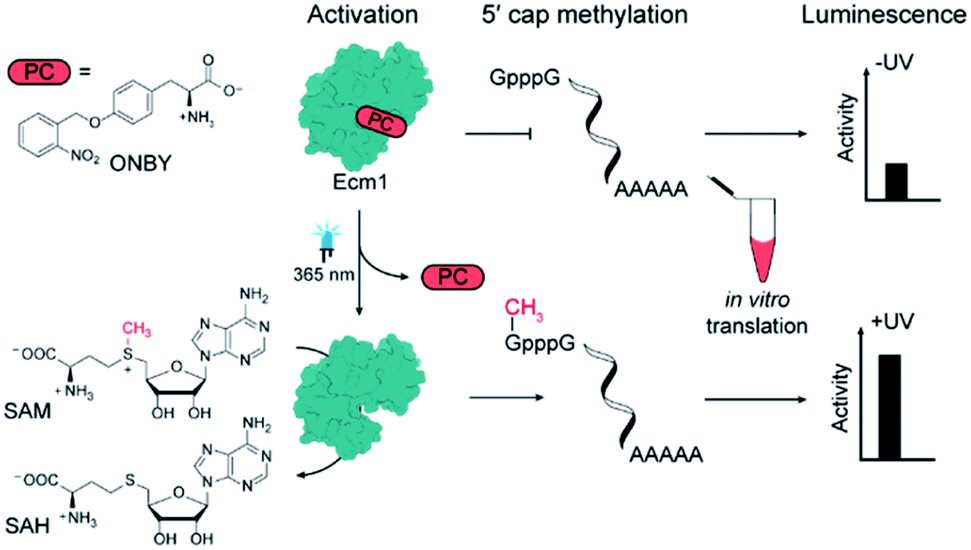 Light-Control of Cap Methylation and MRNA Translation via Genetic Code Expansion of Ecm1