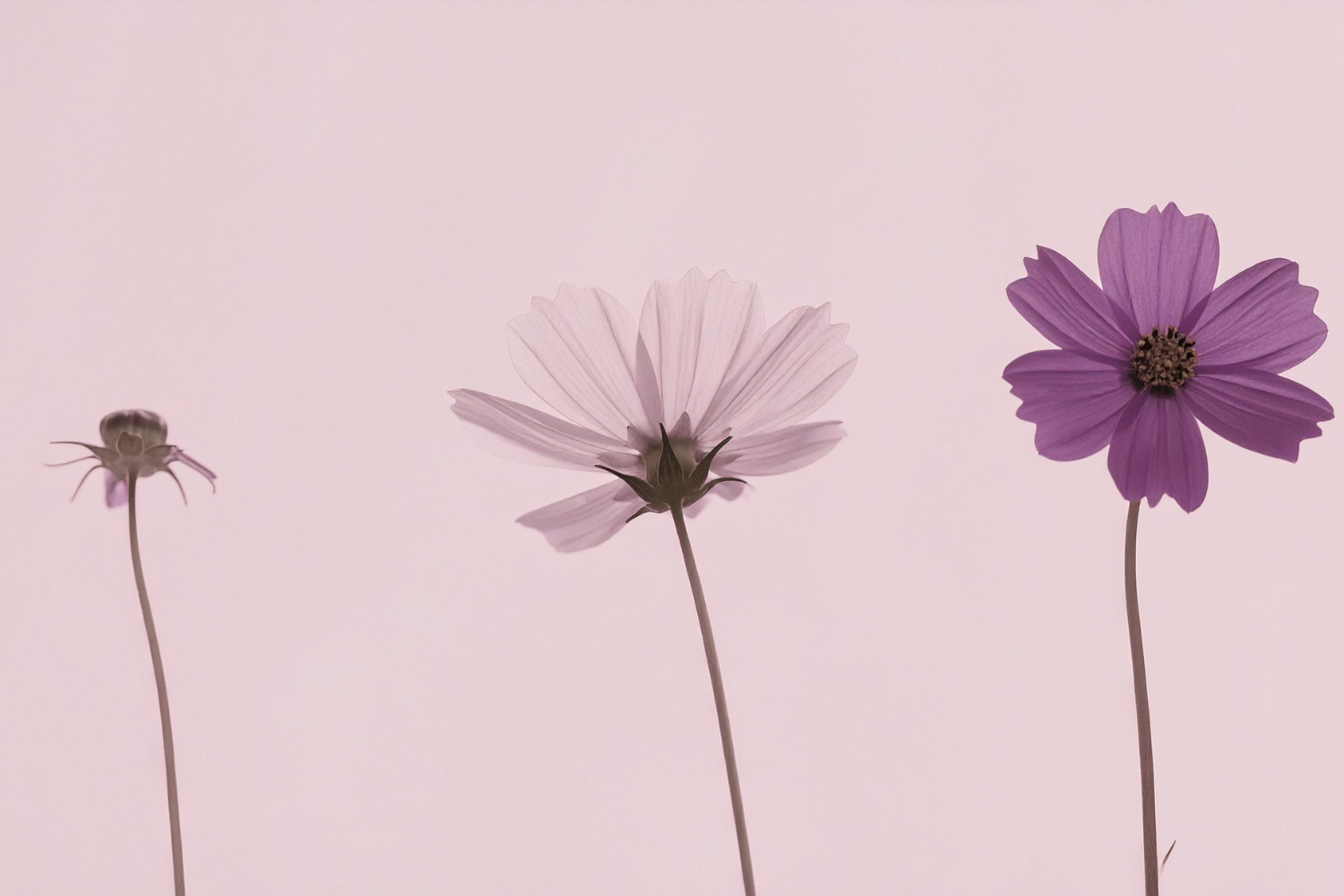 When Childbearing Ends Without Warning: A Clinician’s Story of Reproductive Trauma and Healing