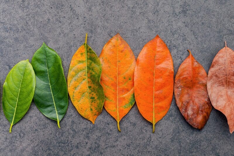 The Pain (and Blessings) of Growing Old