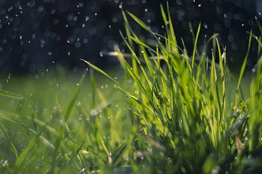 Long grass with spring rain.
