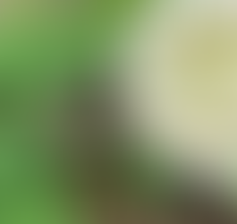 Surveying Wild Bees in the City of North Vancouver