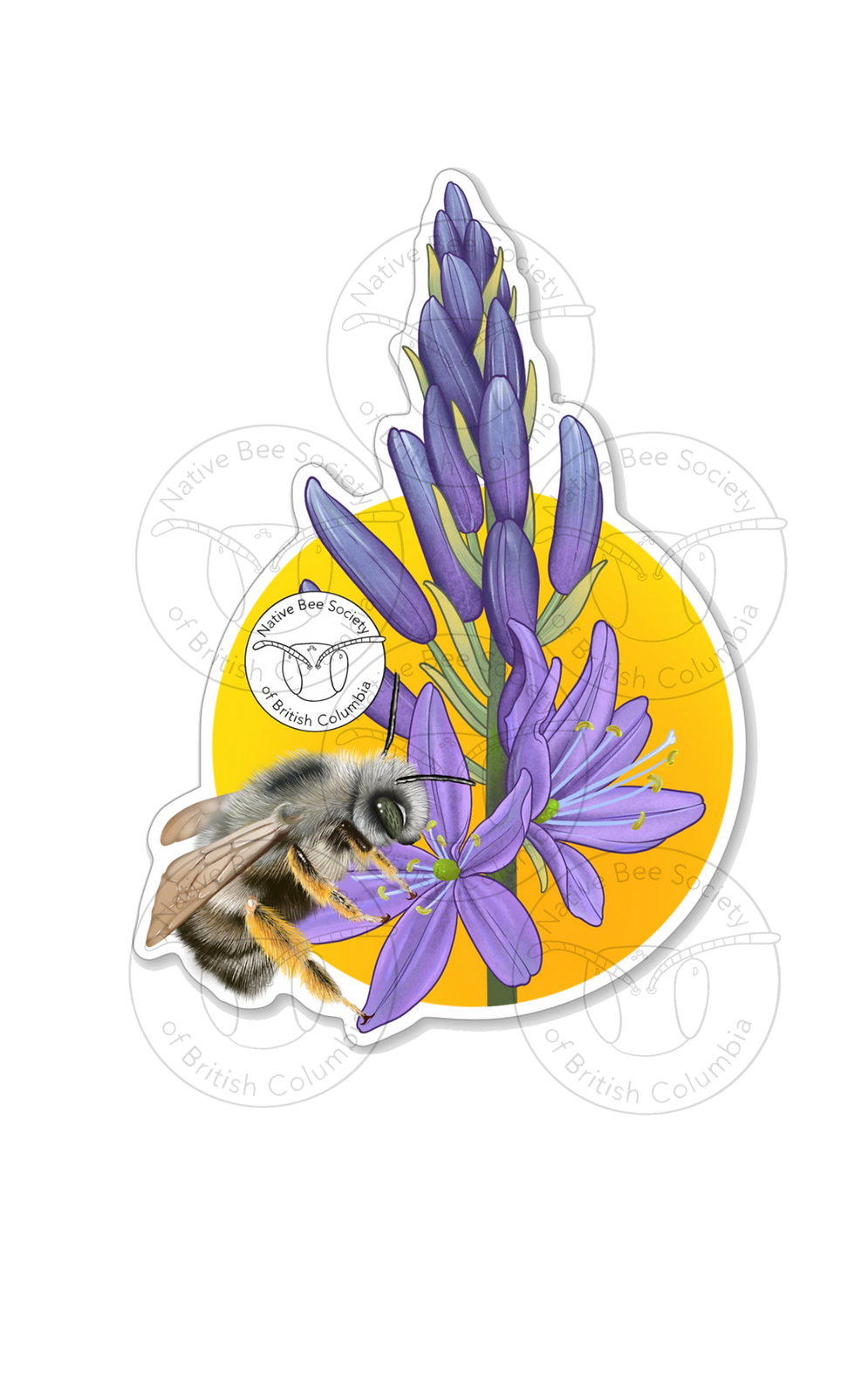 Habropoda cineraria - Ashy Digger Bee