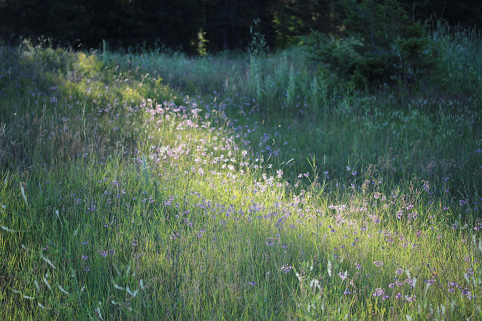 Nodding onion meadow, Photo: Lori Weidenhammer