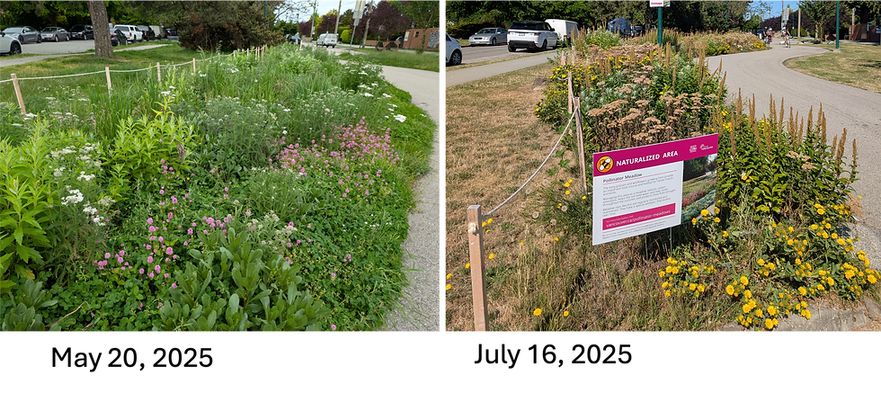 This 100 m2 meadow was seeded with 16 species native to south-western BC, using Satinflower’s Coastal Meadow blend. Photo: Christine Thuring