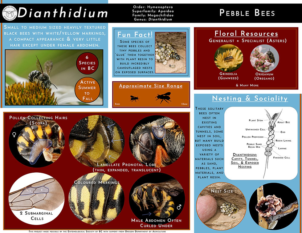 Bee Genera Profiles Dianthidium websize