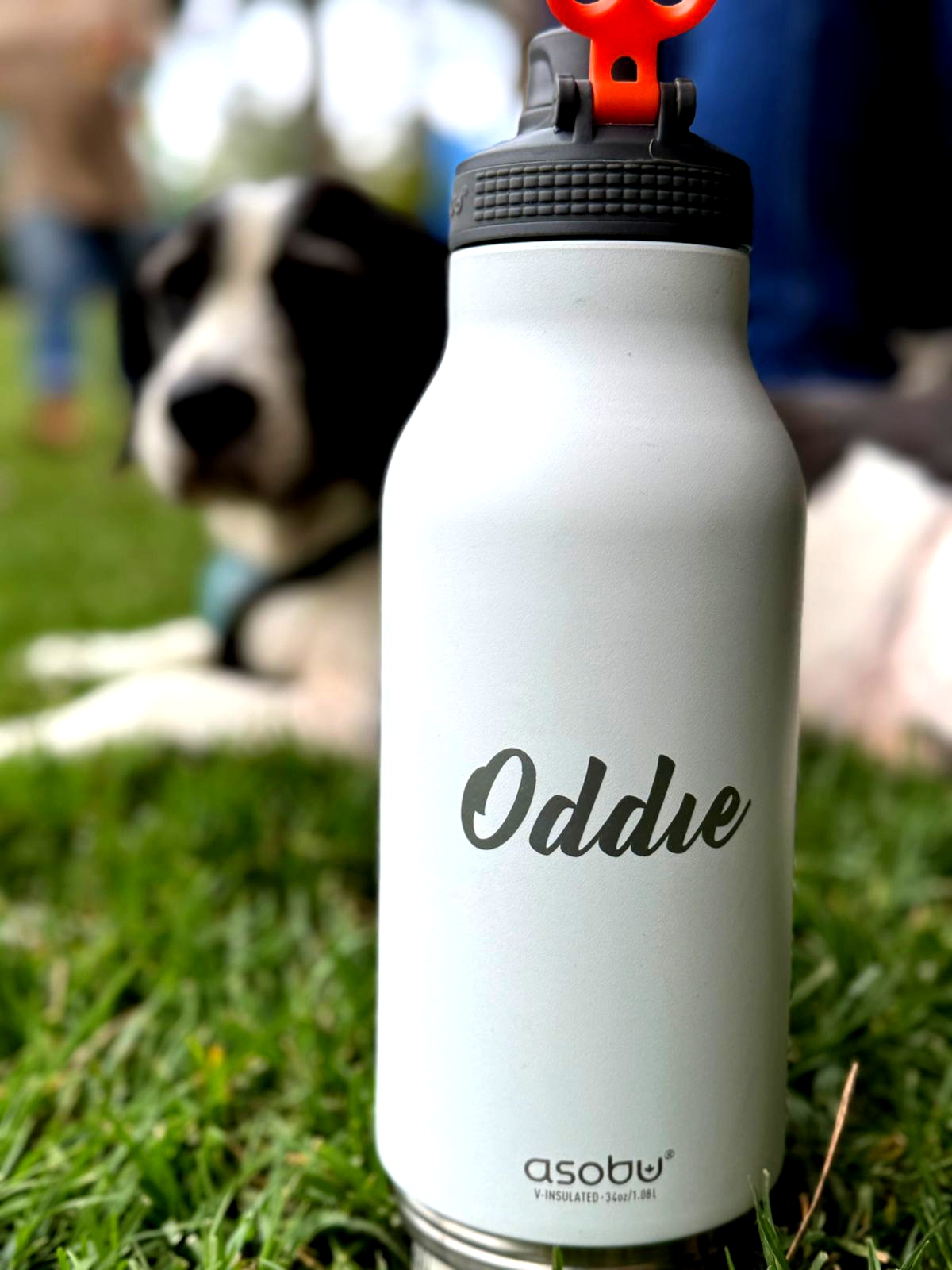 Oddie