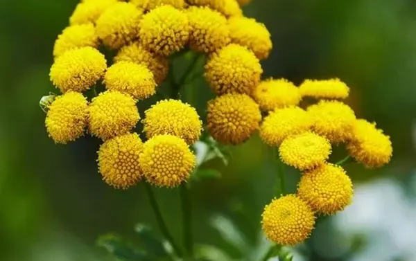 Moroccan Chamomile