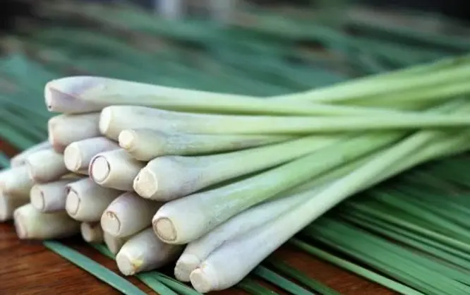 Lemongrass