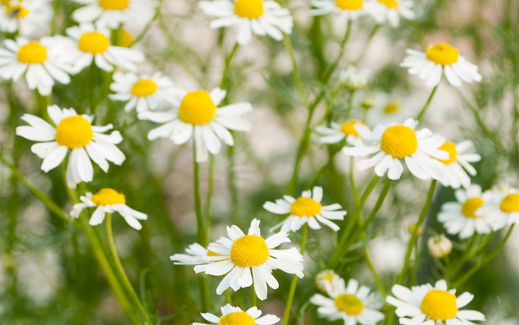 German (blue) Chamomile