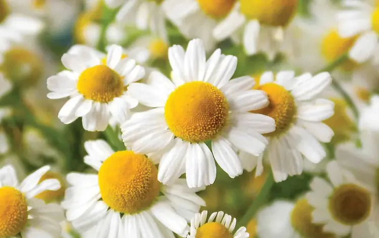 Roman Chamomile