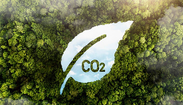 view-green-forest-trees-with-co2 copy.jpeg