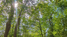 Family Bushcraft Day in Croydon – September 2026