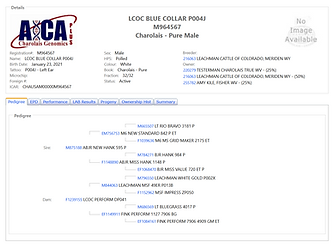 Bull Blue Collar AICA.png