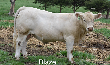 Bull Blaze.png