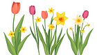 I want a row of tulips and daffodils that are emerging for spring.jpg