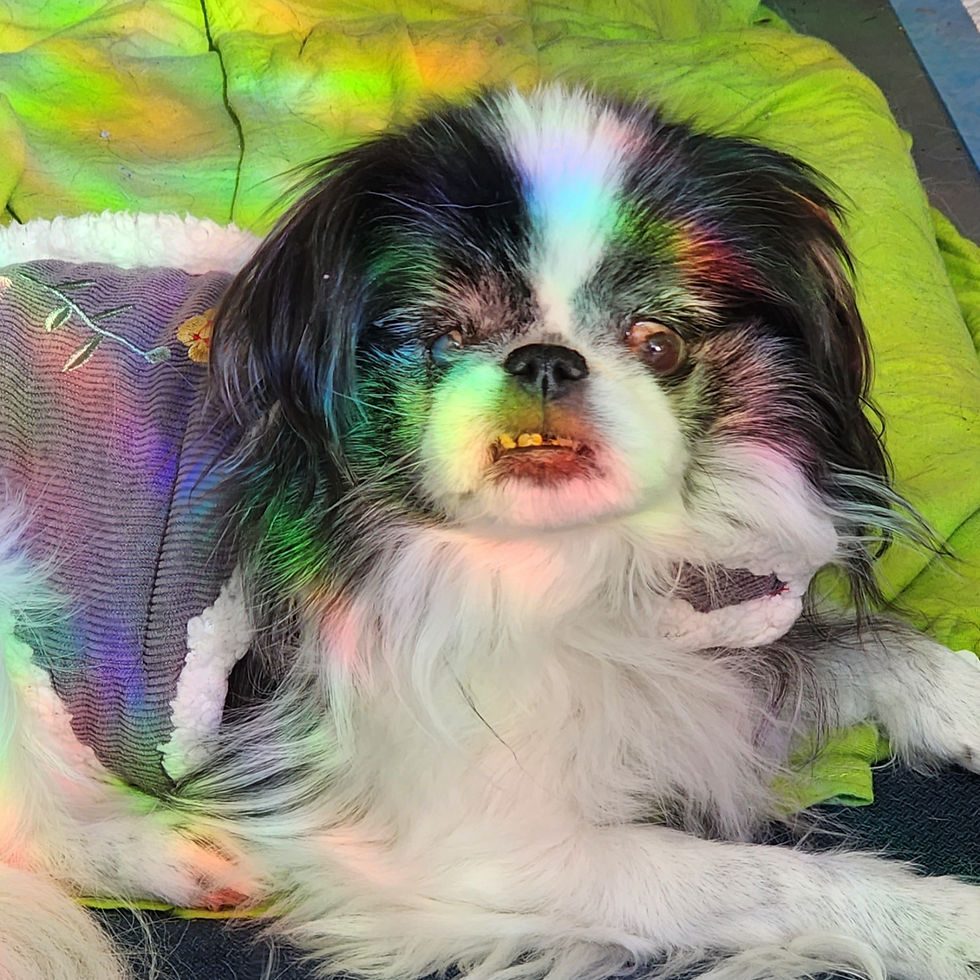 Abbie (RIP)