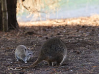 WPE Maria Interaction between a Brown Bandicoot and Tasmanian Pademelon