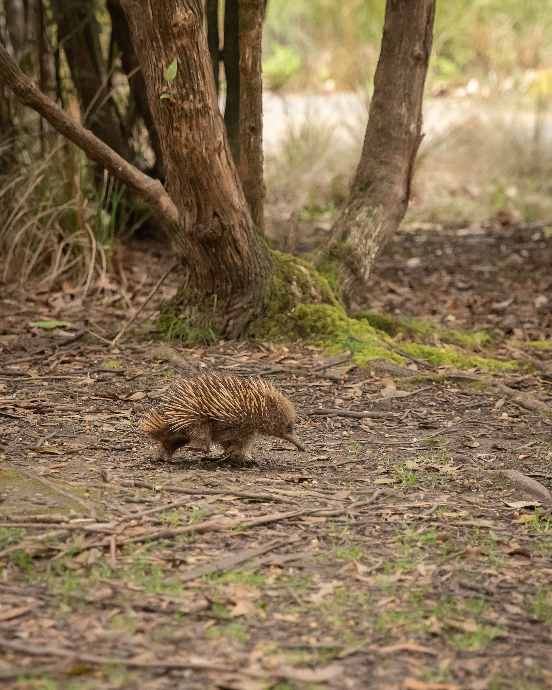 An echidna saunters by