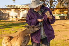 Feeding-the-Forester-Kangaroos-at-Bonorong-Wildlife-Sanctuary
