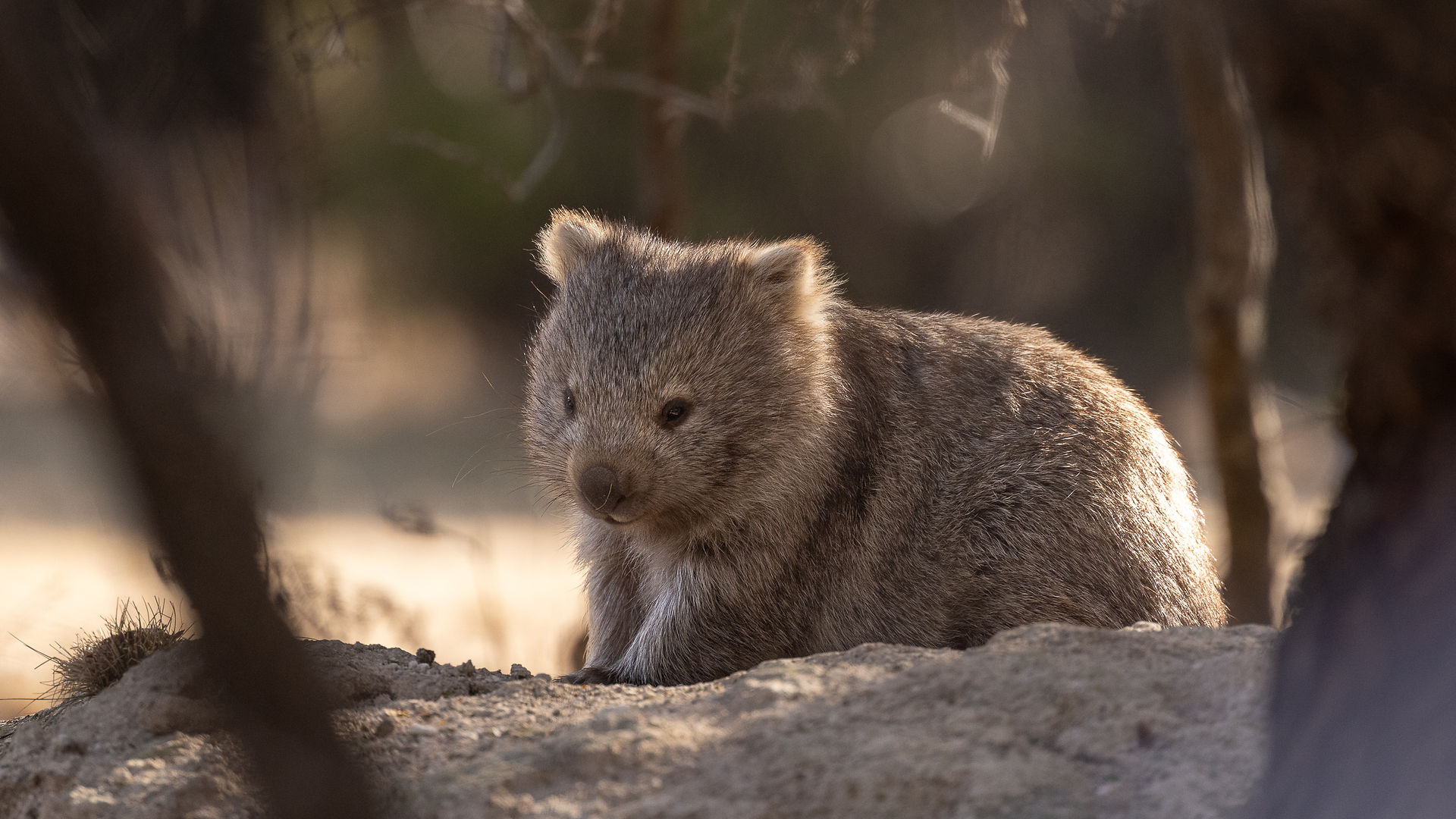 a wombat paused between trees