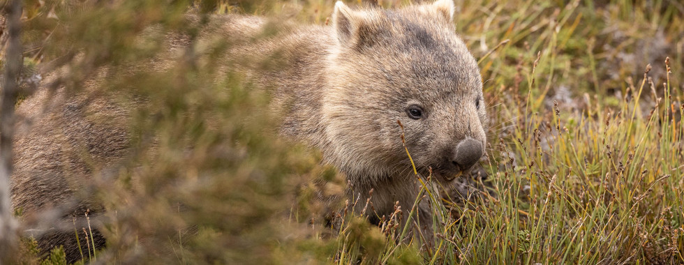 A wombat emerging from behind the trees