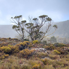 Eucalypt-at-Lake-Dobson-2