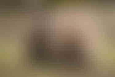 Wombat-with-joey-in-pouch-on-Maria-Island-2