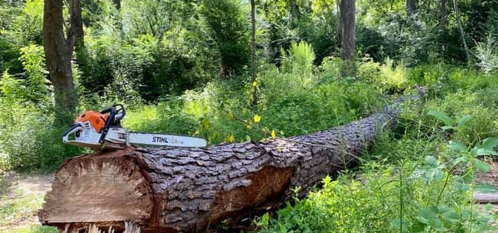 tree and chainsaw.jpg