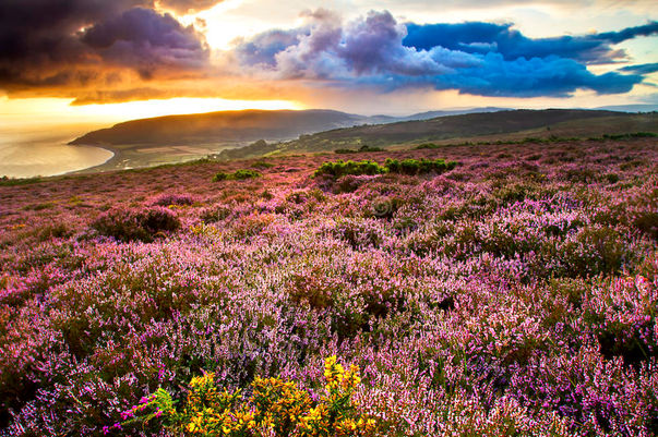 Exmoor heather.jpeg