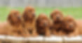 puppy-training-stages-header.jpg
